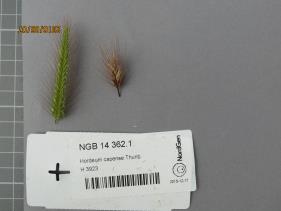 Click for 2 image(s) for this accession.